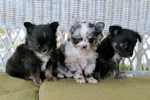 teacup chihuahua puppies for sale in kraaifontein